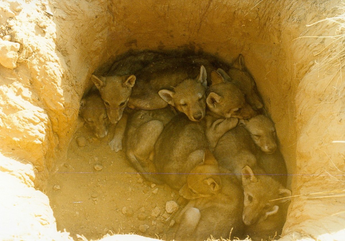 Волчье Логово Нора