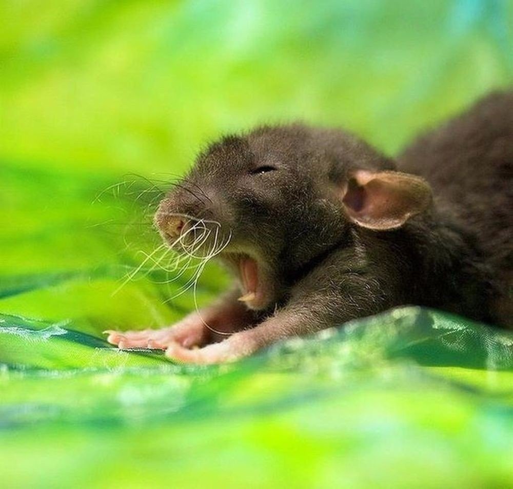 Землеройка слепыш