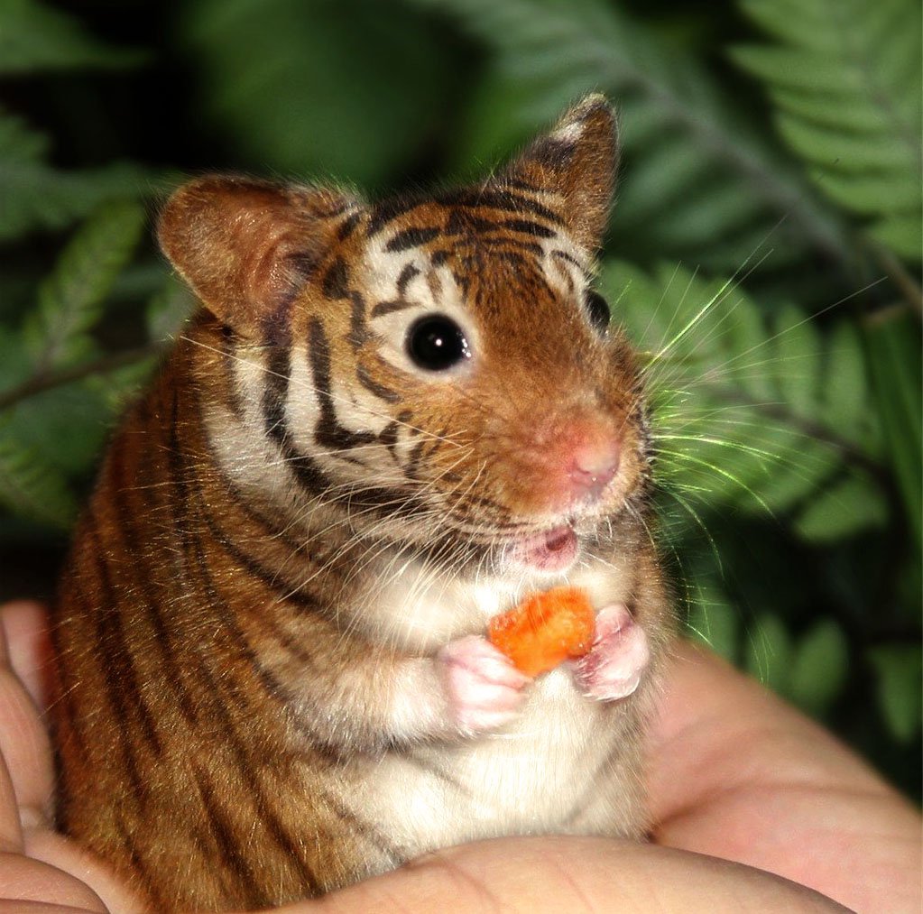 Крыса референс