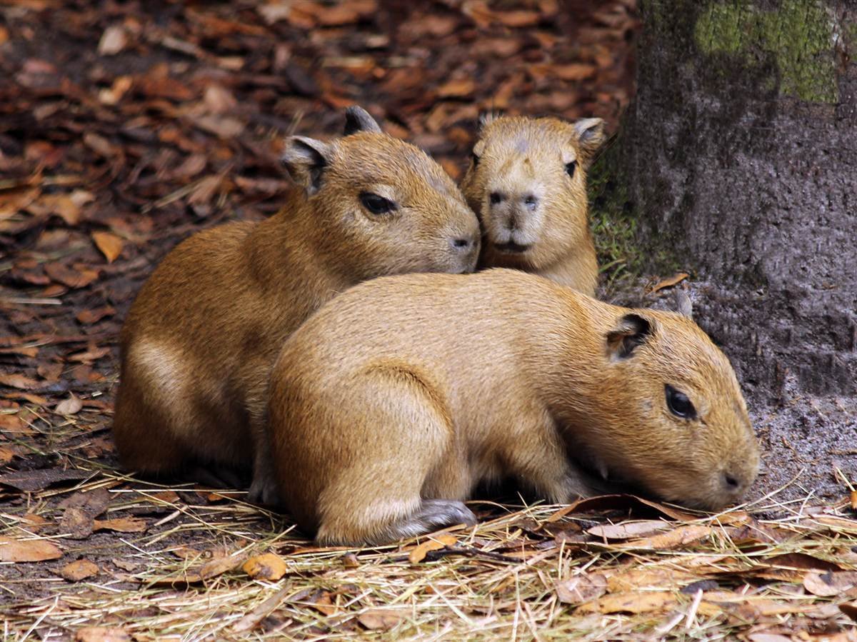 Илийская пищуха Волшебный кролик