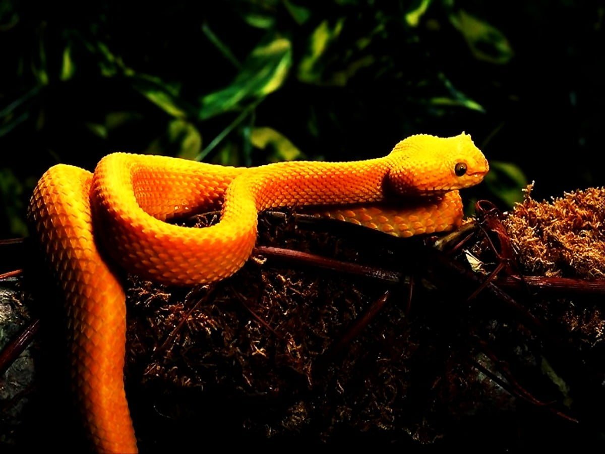 Куфия змея желтая