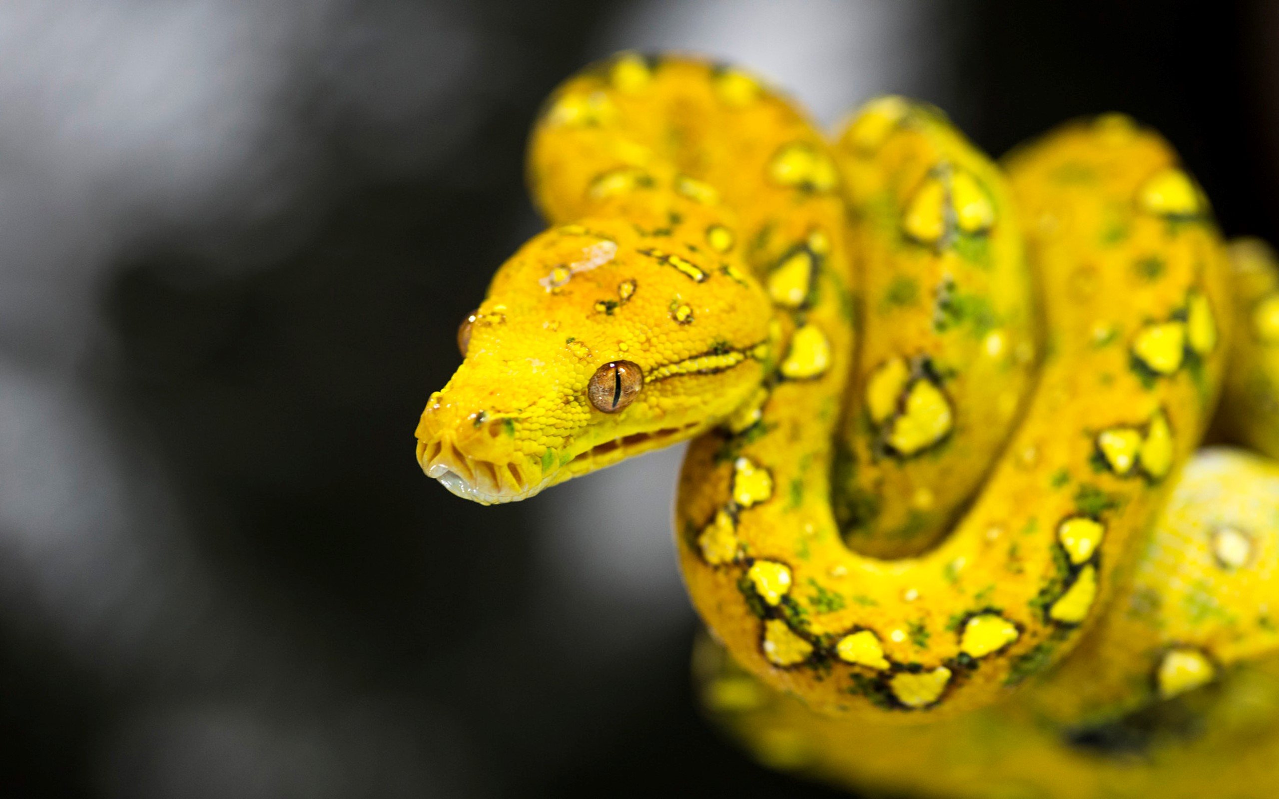 Желтый полоз змея