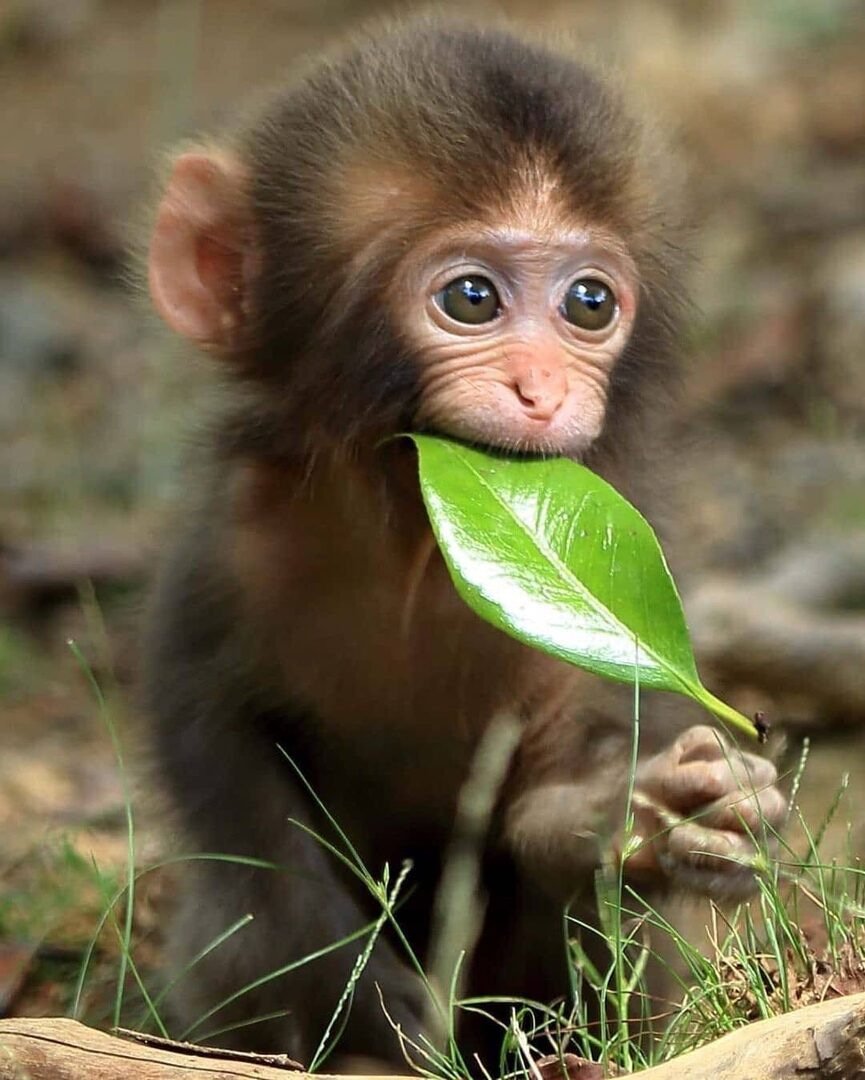 Милое животное на карантине