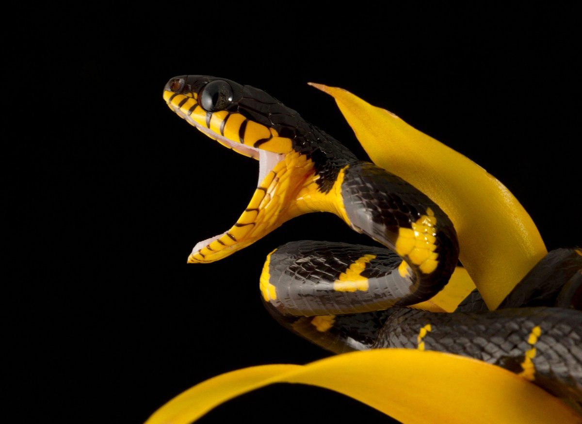 Золотой полоз змея