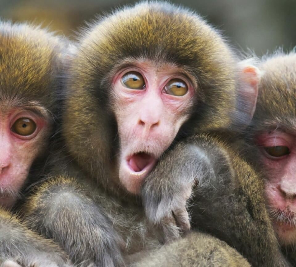 Три обезьянки