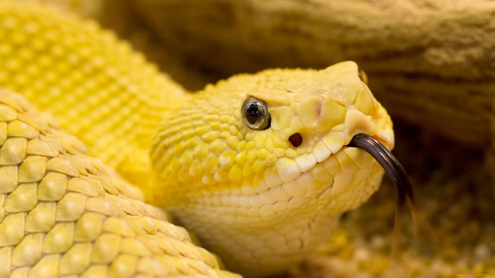 Маленькая желтая змея