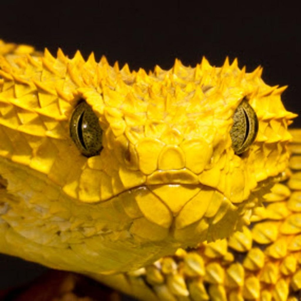 Полоз гадюка желтая