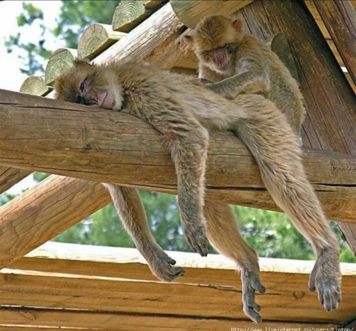 Смешные картинки