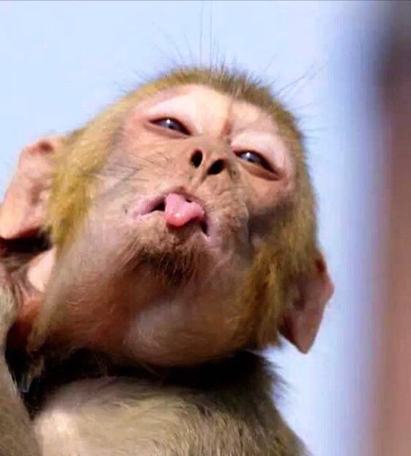 Обезьянка с языком