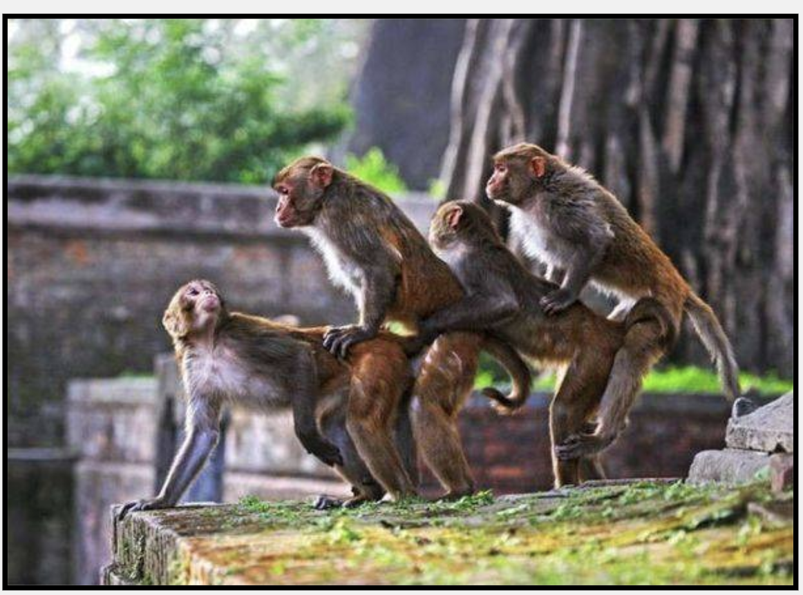 Обезьяны вместе