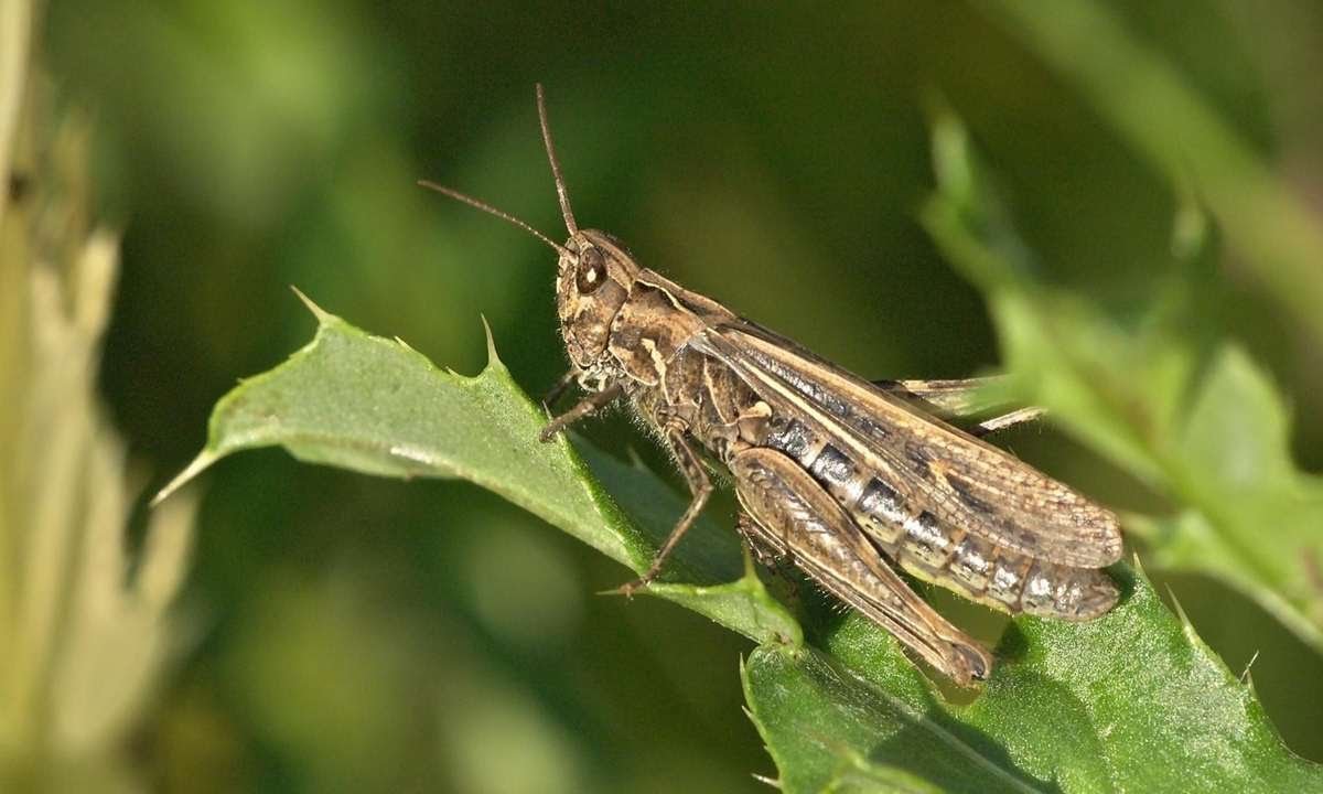 Кузнечик насекомое