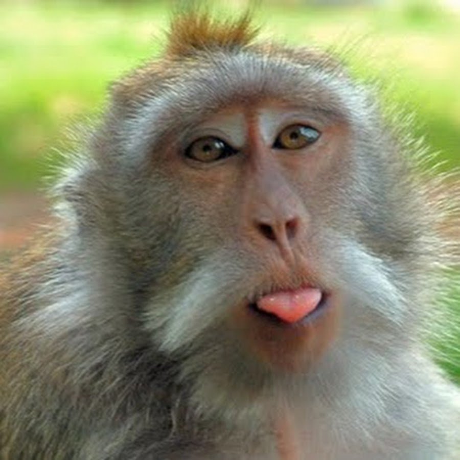 Макак Макакович