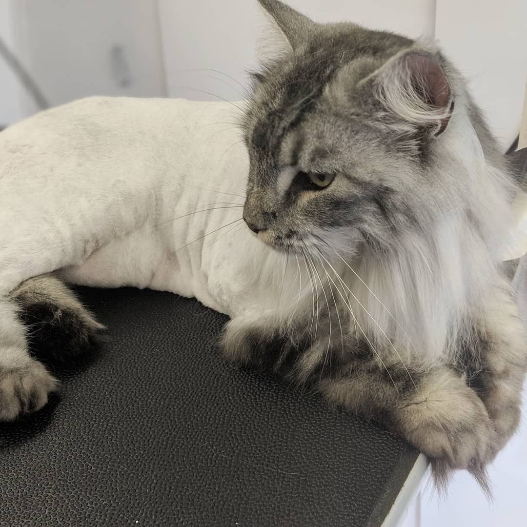 Стрижка Мейн куна