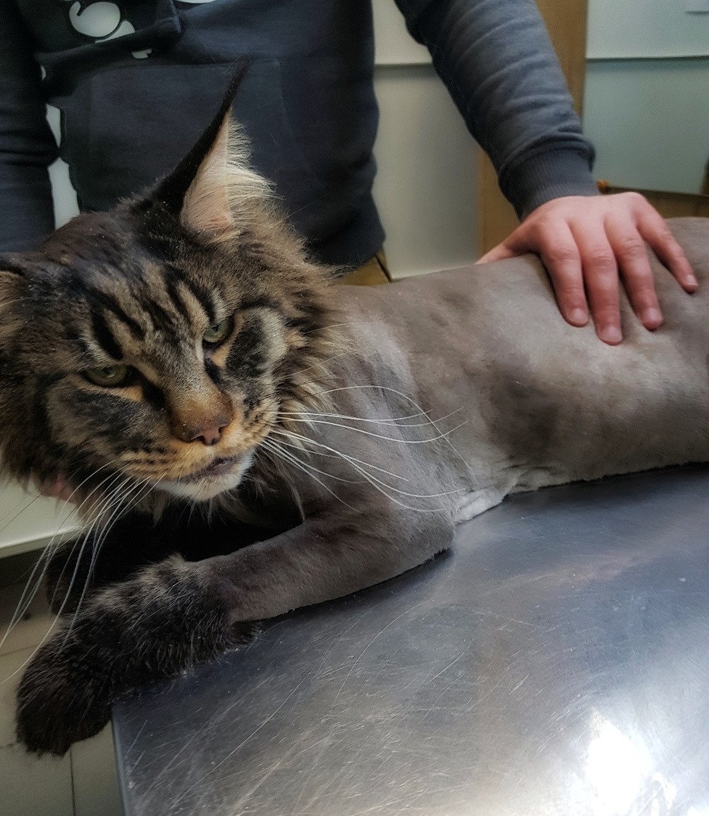 Камышовый Мейн кун