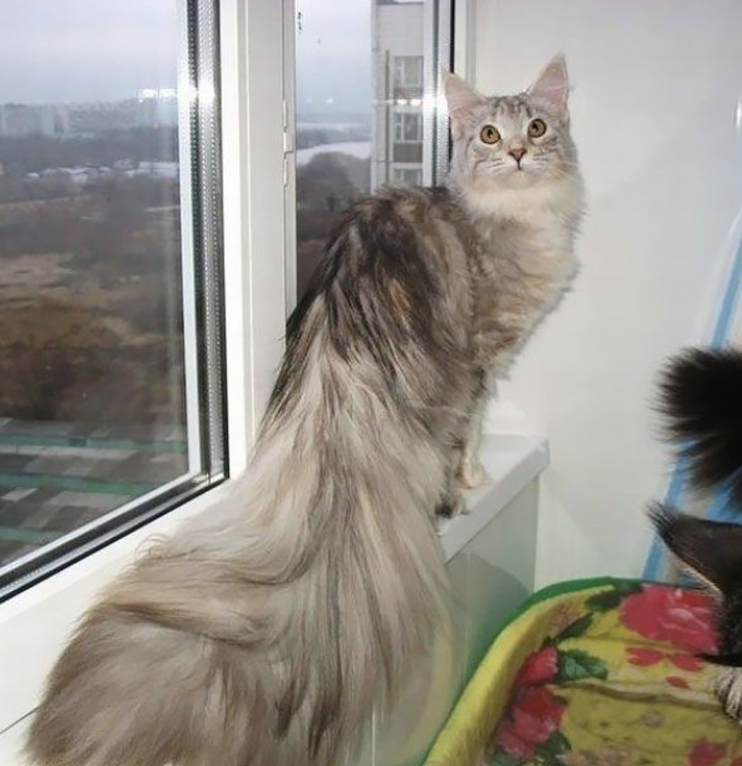 Пума стрижка кота