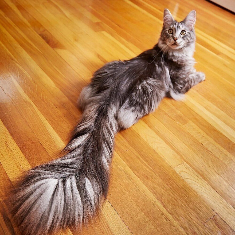 Мейн кун кошка хвост