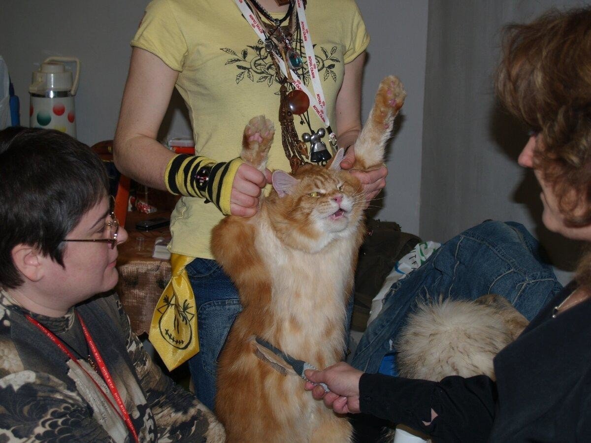 Грумминг Мейн куна