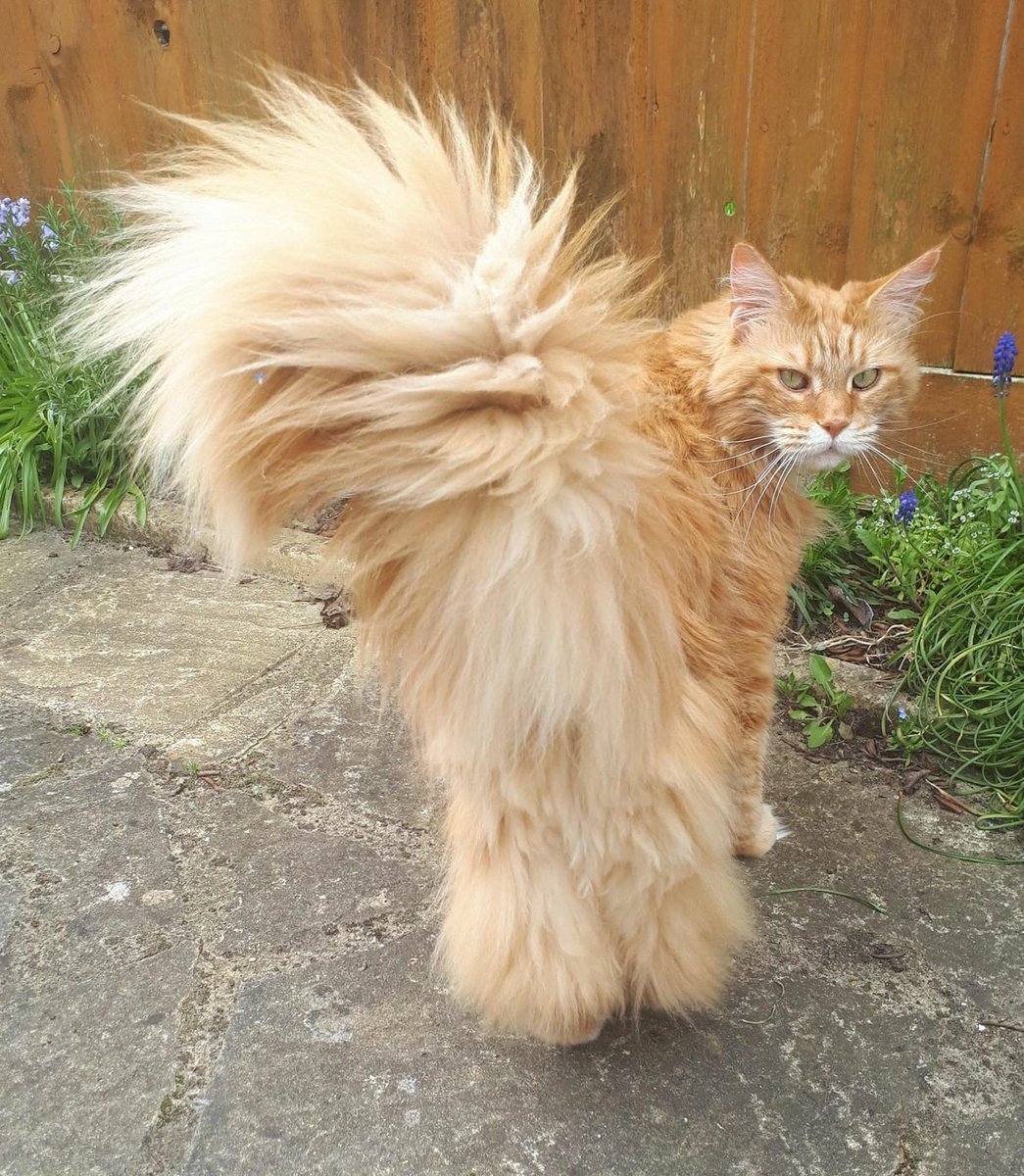 Стрижка Мейн куна под Льва