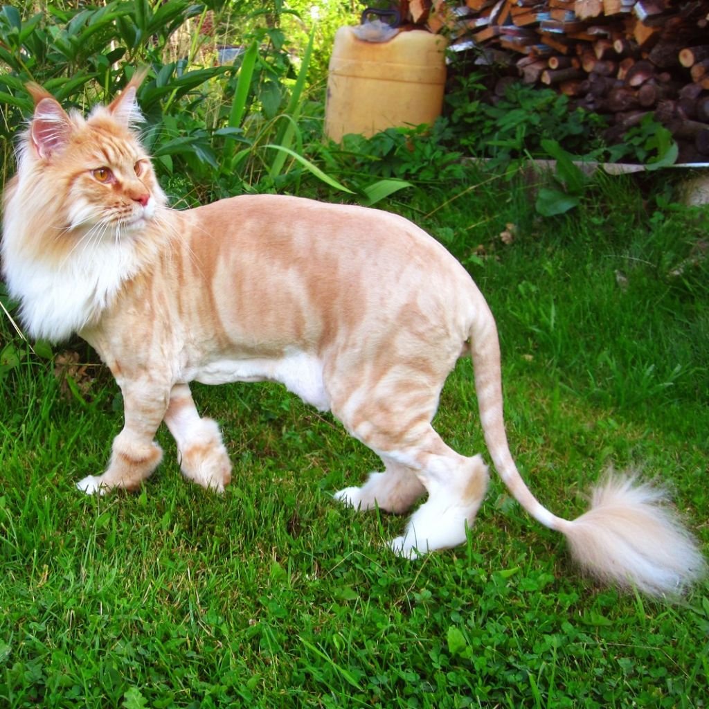 Мейн кун и Ориентал