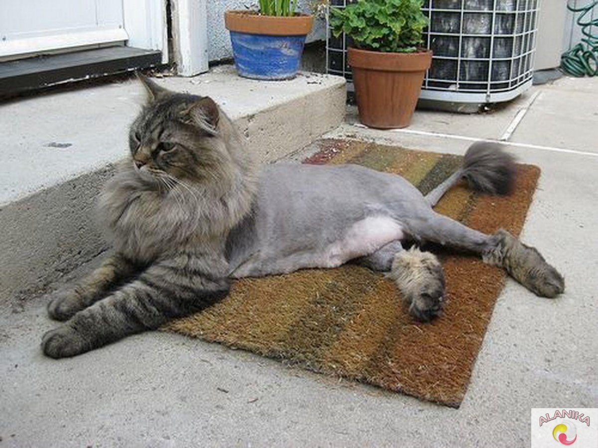 Порода Мейн-кун хвост