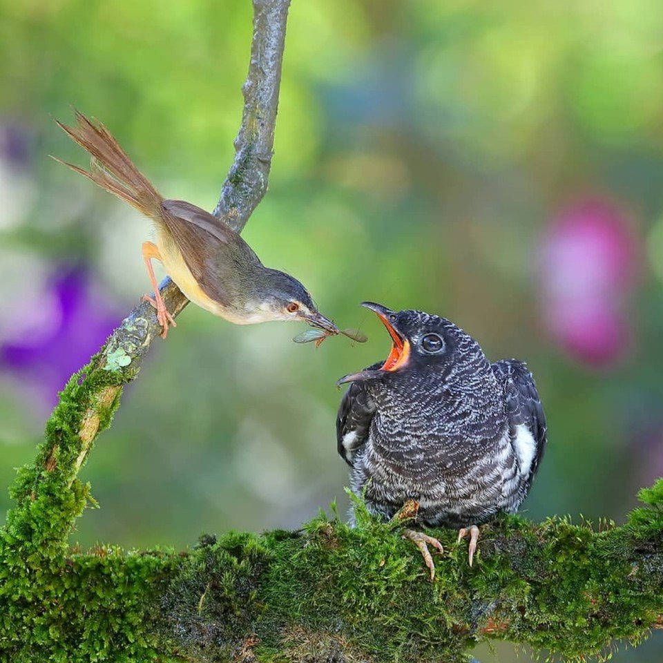 Гнездовой паразитизм