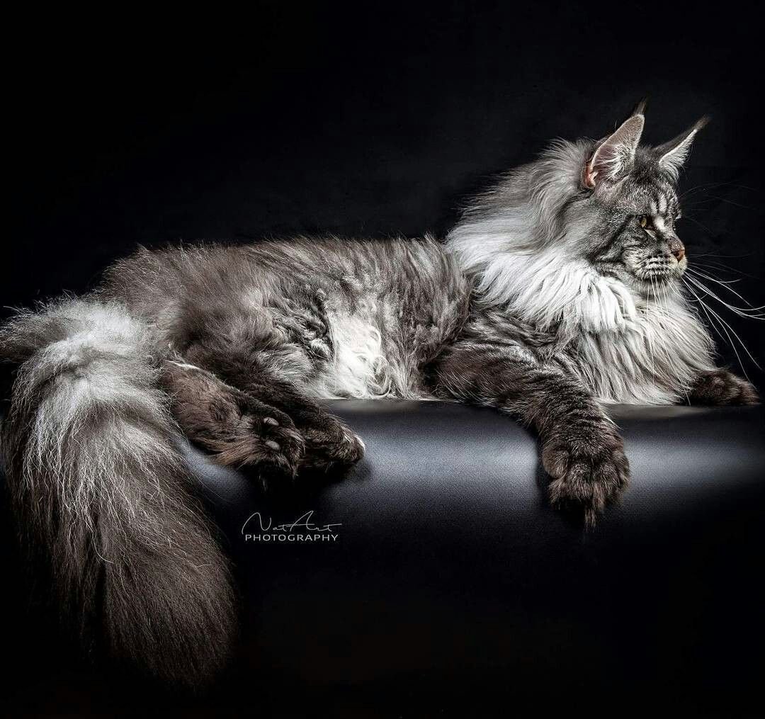 Коты Воители Мейн кун