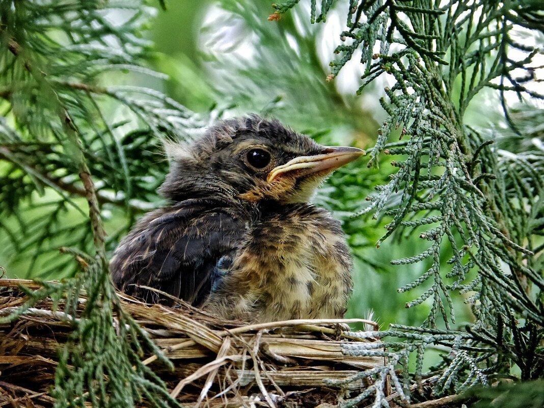 Птенец дрозда рябинника