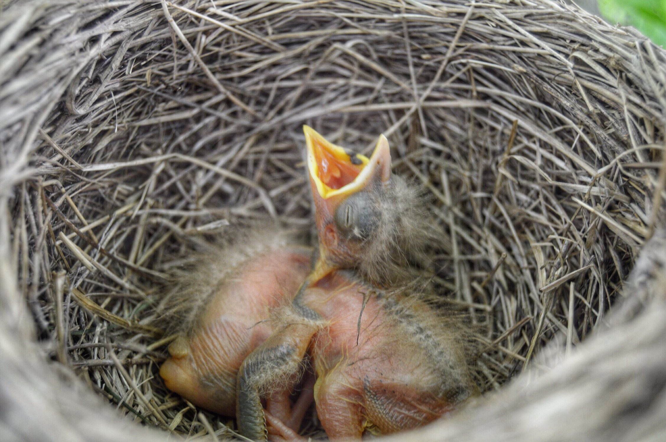 У птиц развита забота о потомстве. Птенец кукушки. Птенцы кукушки Новорожденные. Гнездовые птенцы. Тип птиц гнездовые.