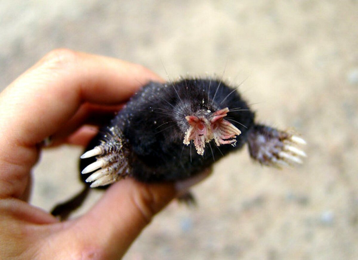 Ехидна сумчатое животное