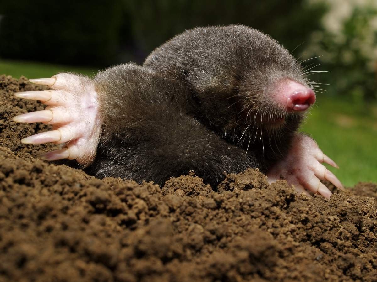 Крот землеройка слепыш