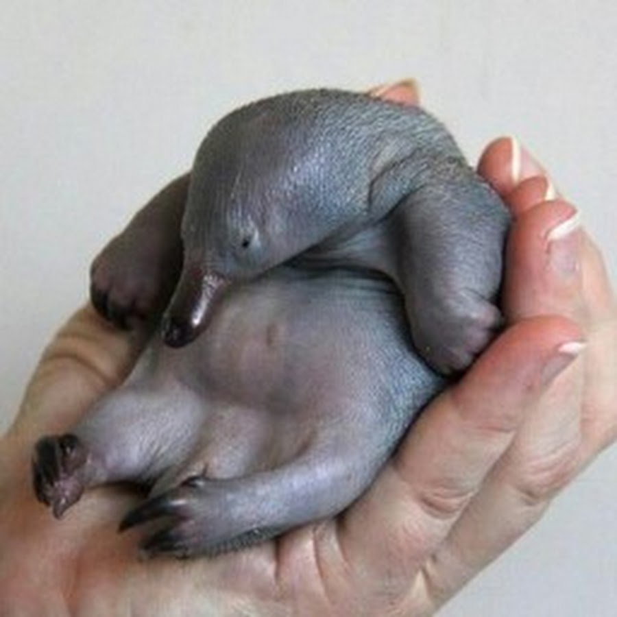 Звездонос животное