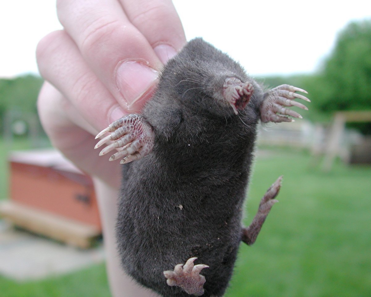 Крот на ощупь