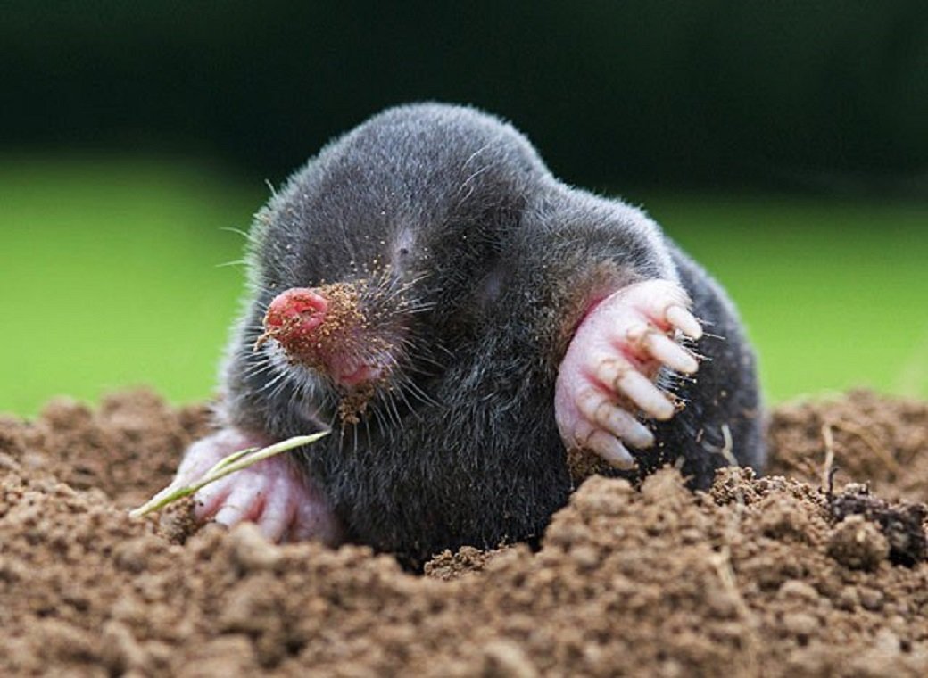 Землеройка слепыш