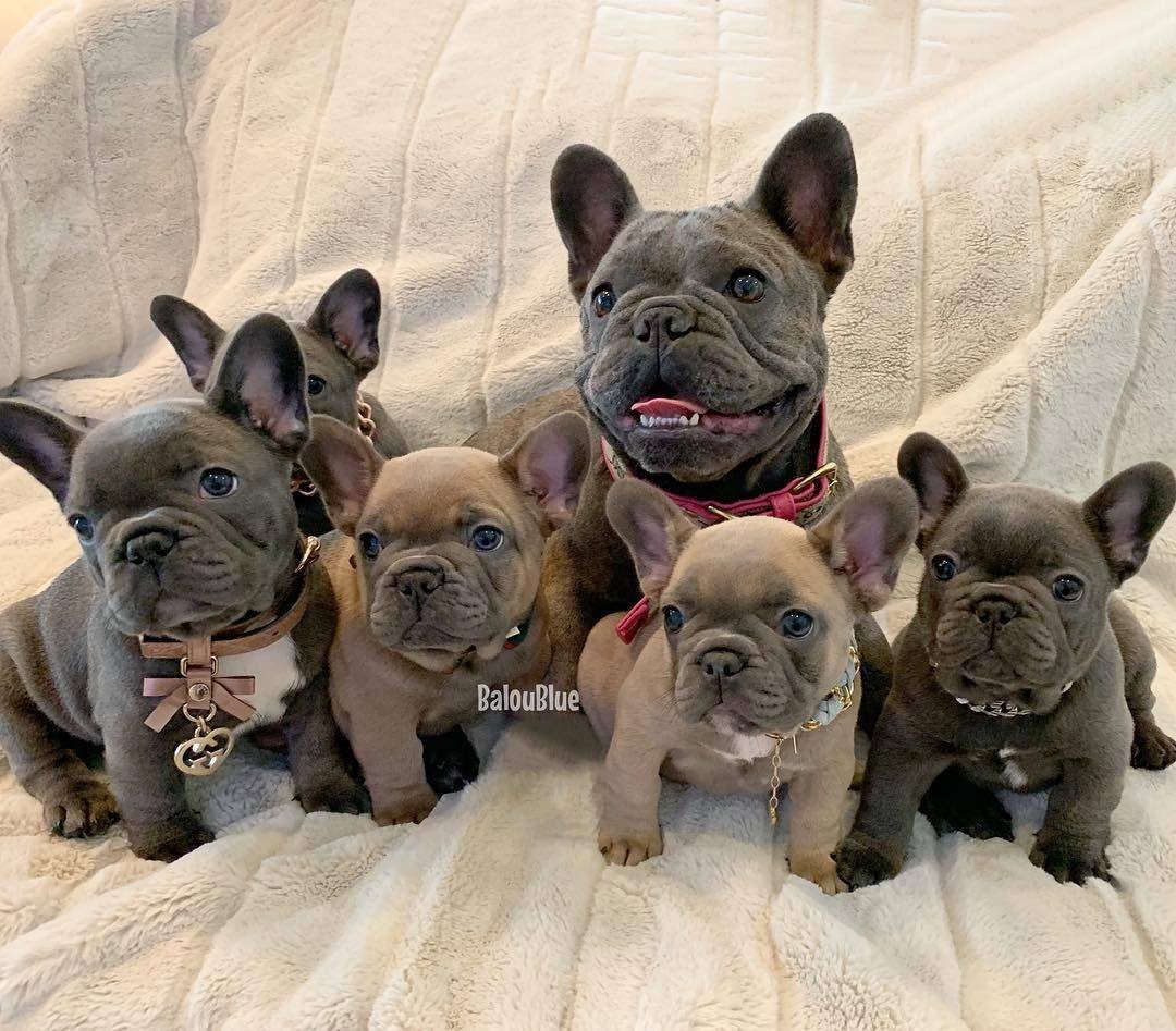 Французский бульдог Мерль