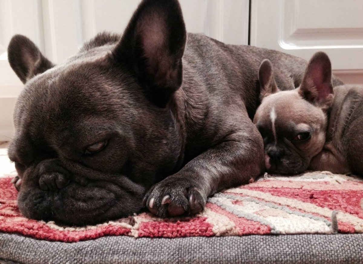 Французский бульдог пятнистый