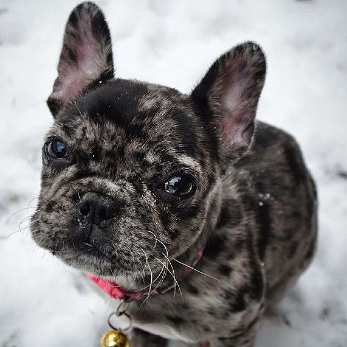 Французский бульдог мраморный