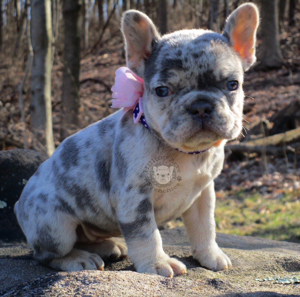 Голубой фавн французский бульдог