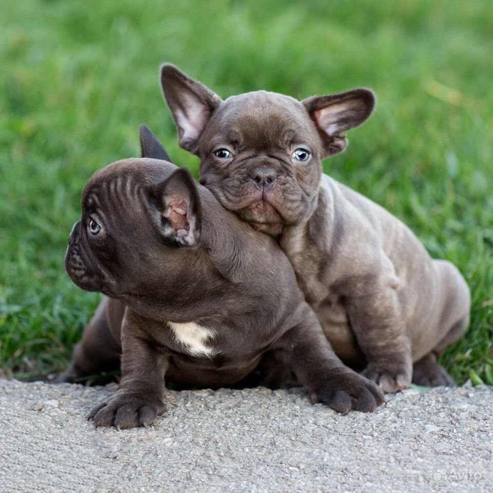 Французский бульдог