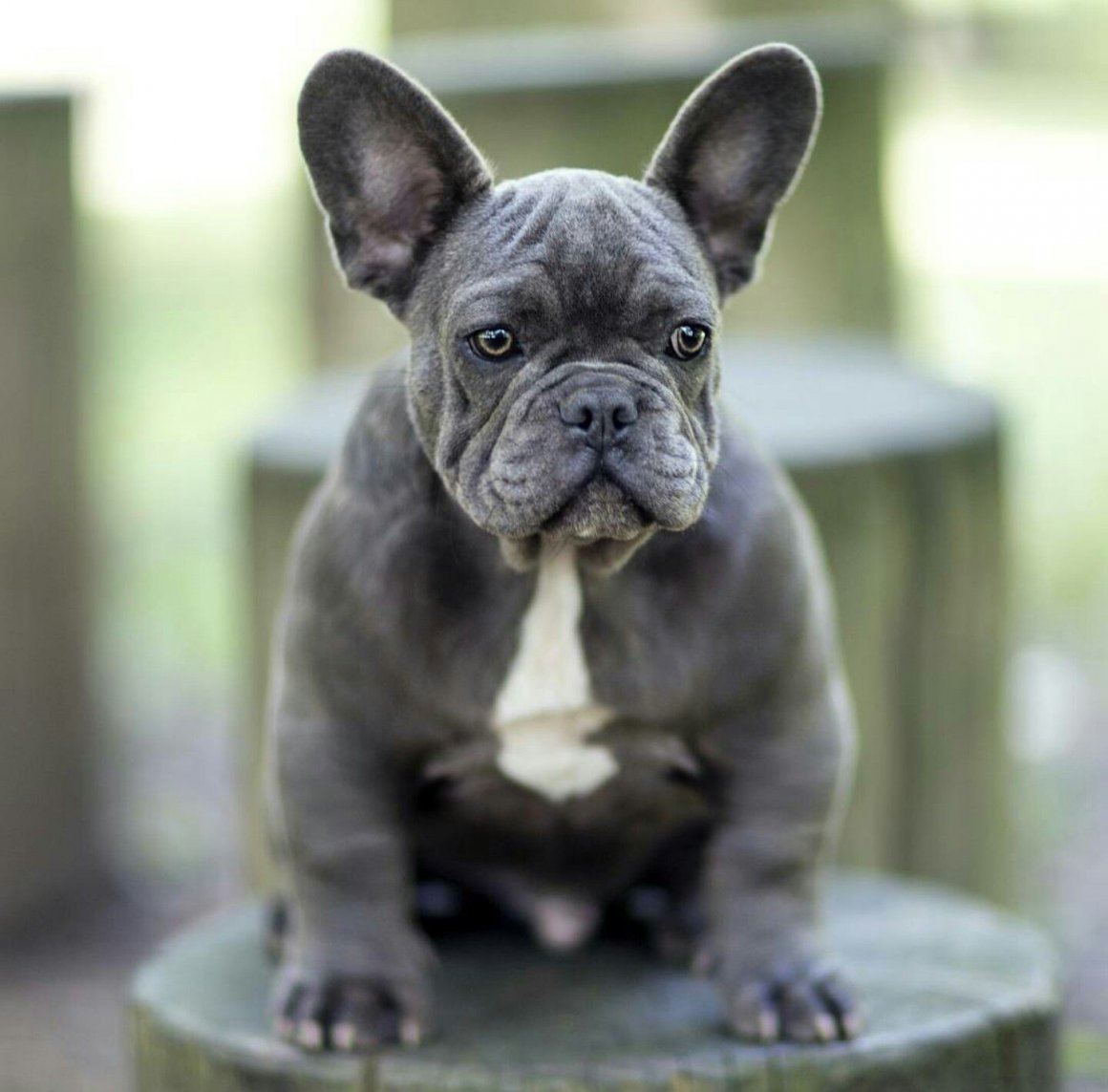 Черно подпалый французский бульдог