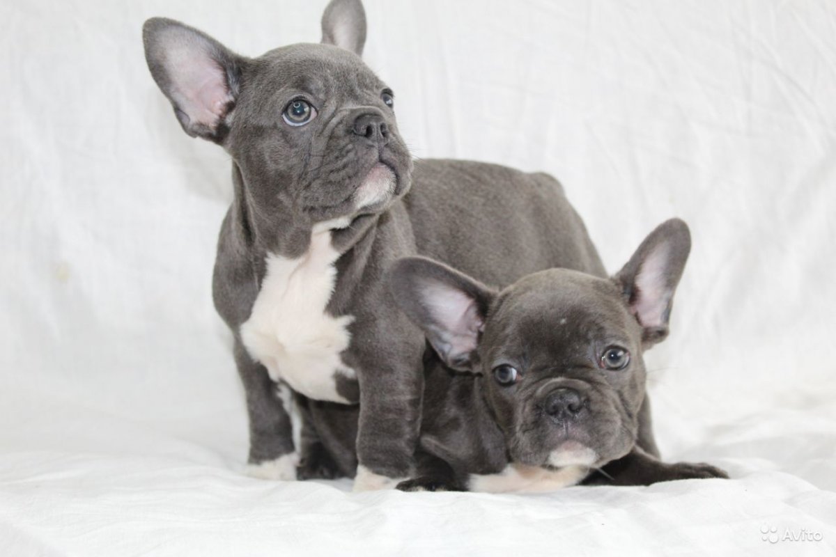 Французский бульдог голубого окраса