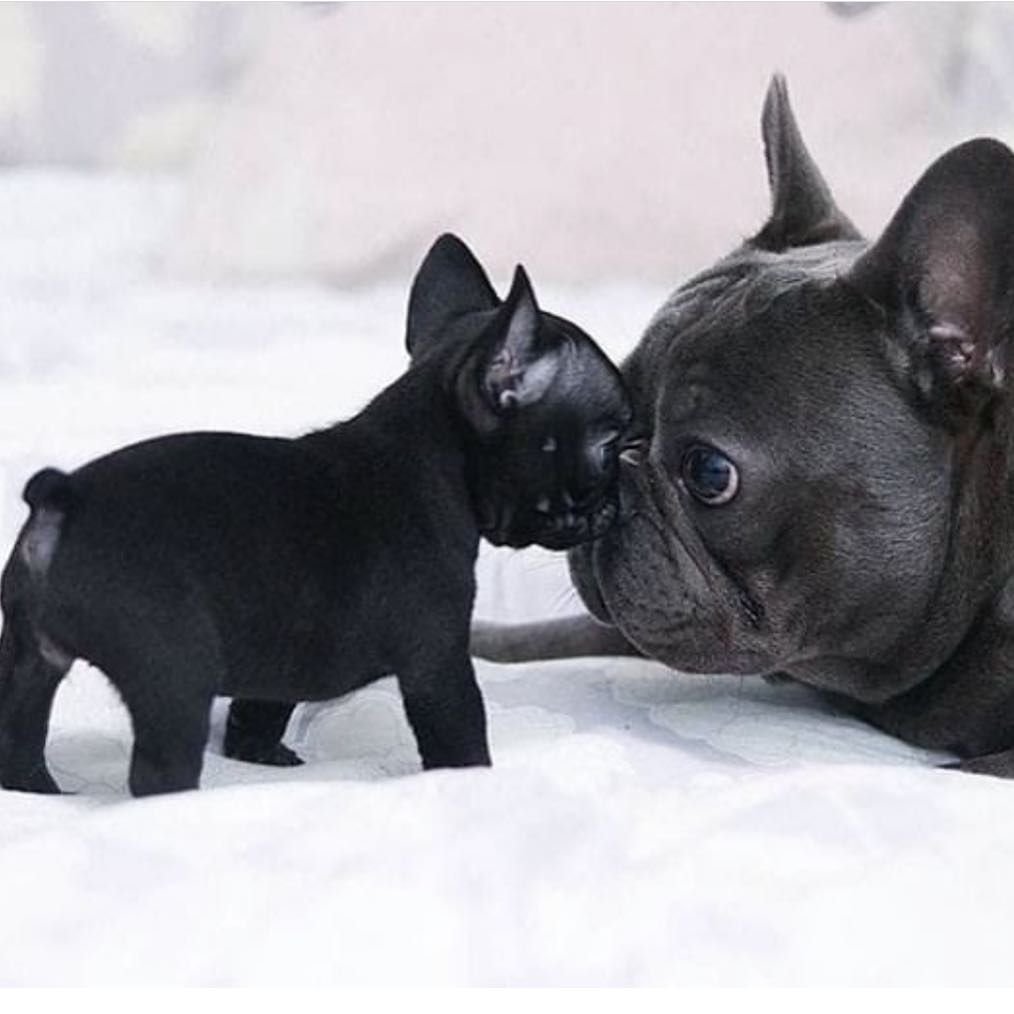 Французский бульдог Лилак