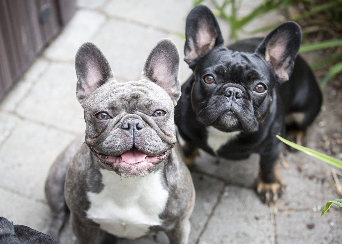 Французский бульдог палевый