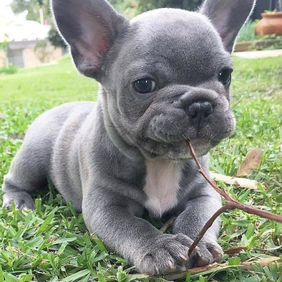 Французский бульдог лает