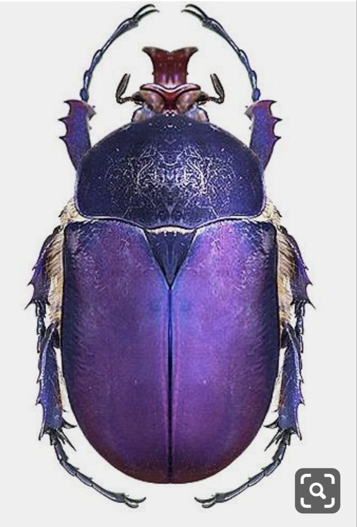 Фиолетовый Жук картинка