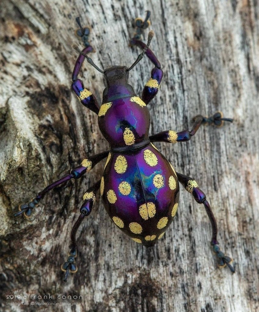 Жужелица венгерская Carabus Hungaricus