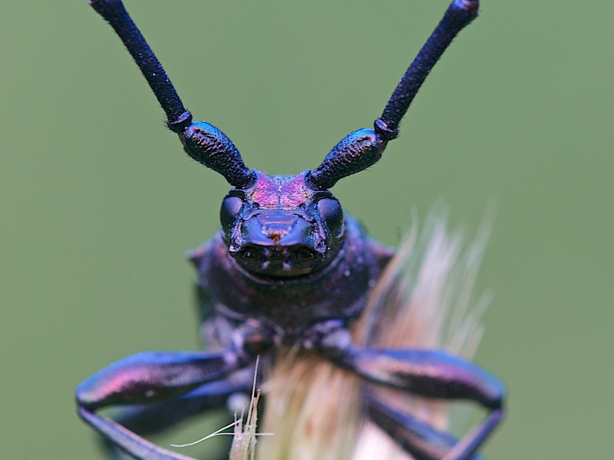 Карабус виолацеус