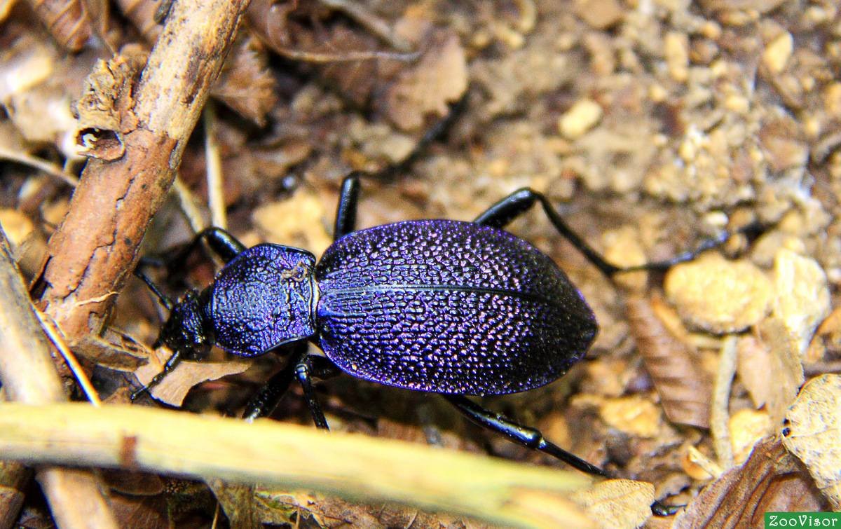 Жуки скарабеи Майский Жук