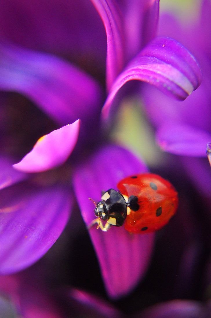 Жук синий перламутровый