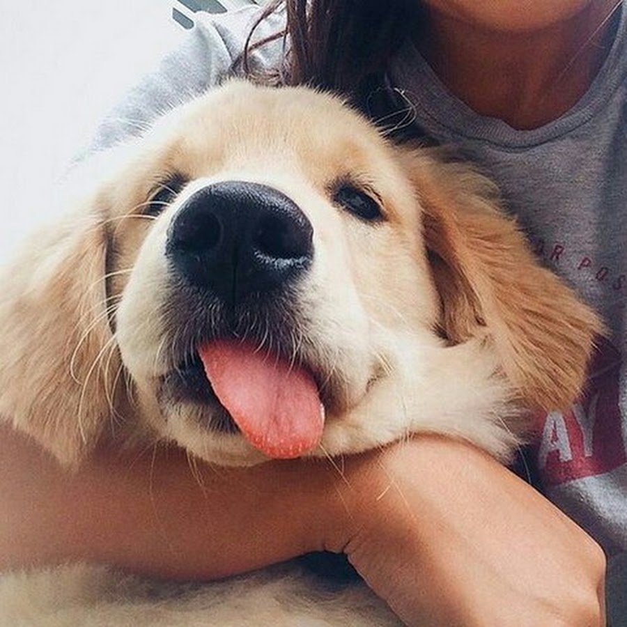 Девушка с ретривером