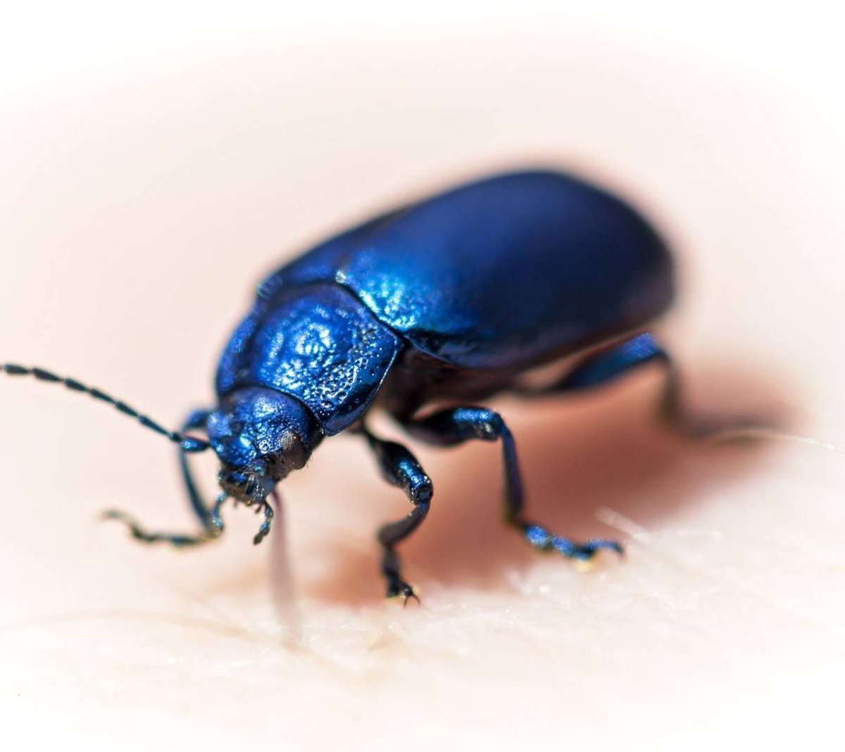 Синий Жук скарабей